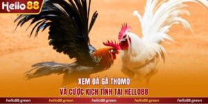 đá gà Thomo