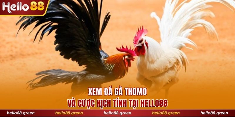 đá gà Thomo