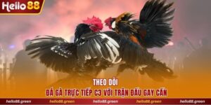 Đá gà trực tiếp C3