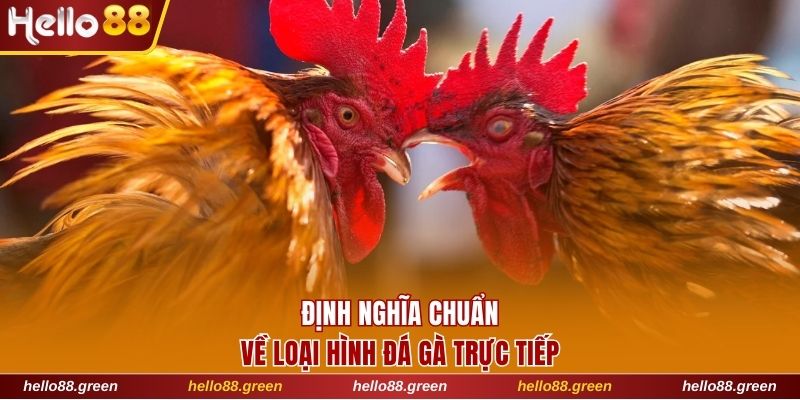 Định nghĩa chuẩn xác nhất về loại hình đá gà trực tiếp
