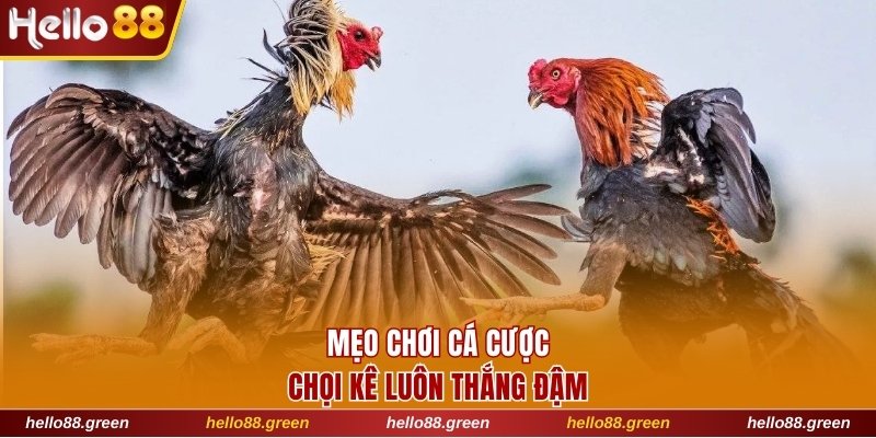 Mẹo chơi cá cược chọi kê luôn thắng đậm