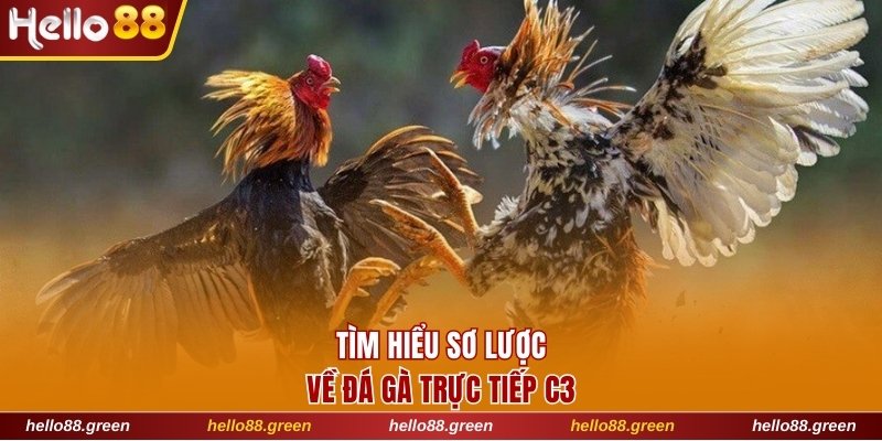 Tìm hiểu sơ lược về đá gà trực tiếp C3