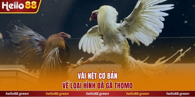 Vài nét cơ bản về loại hình đá gà Thomo