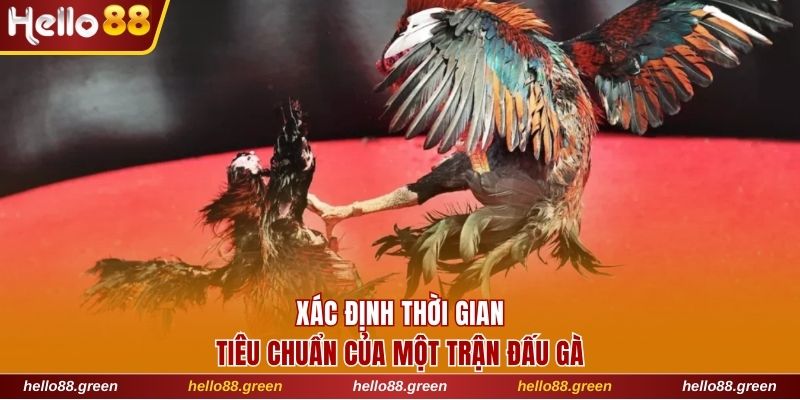 Xác định thời gian tiêu chuẩn của một trận đấu gà